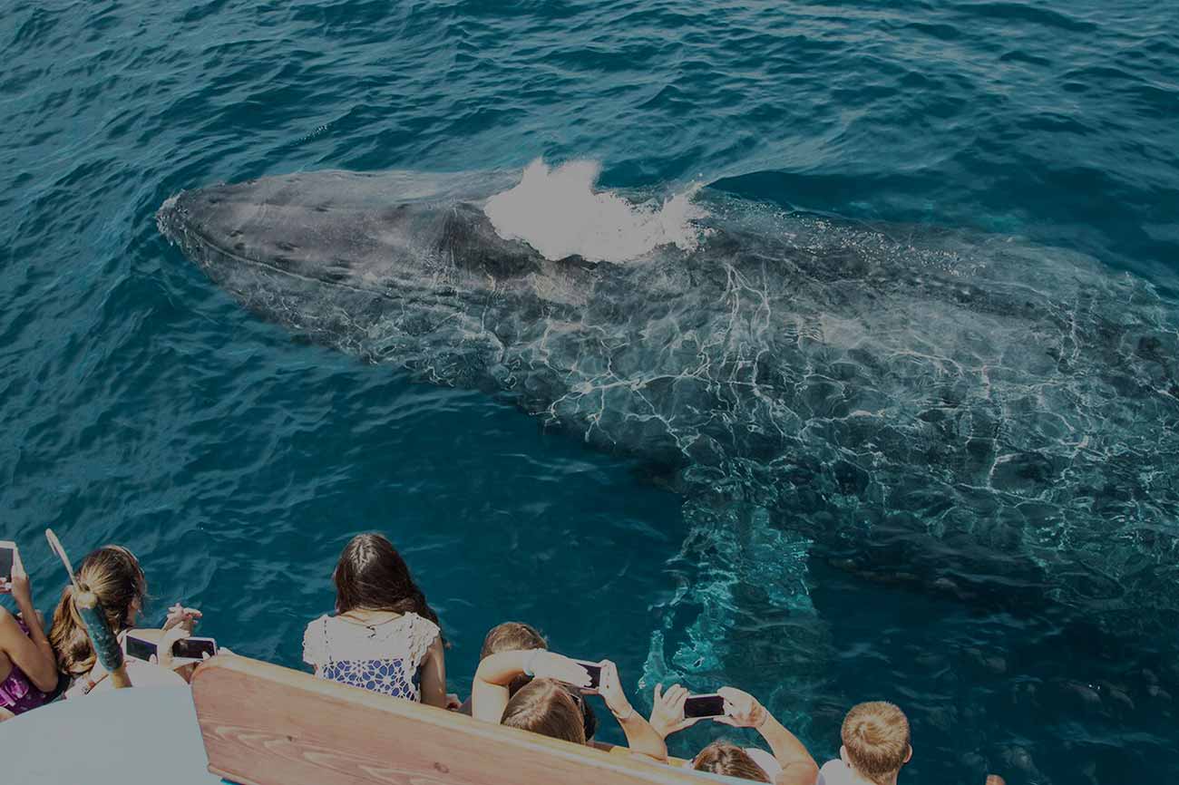 Davey’s Locker Sportfishing & Whale Watching