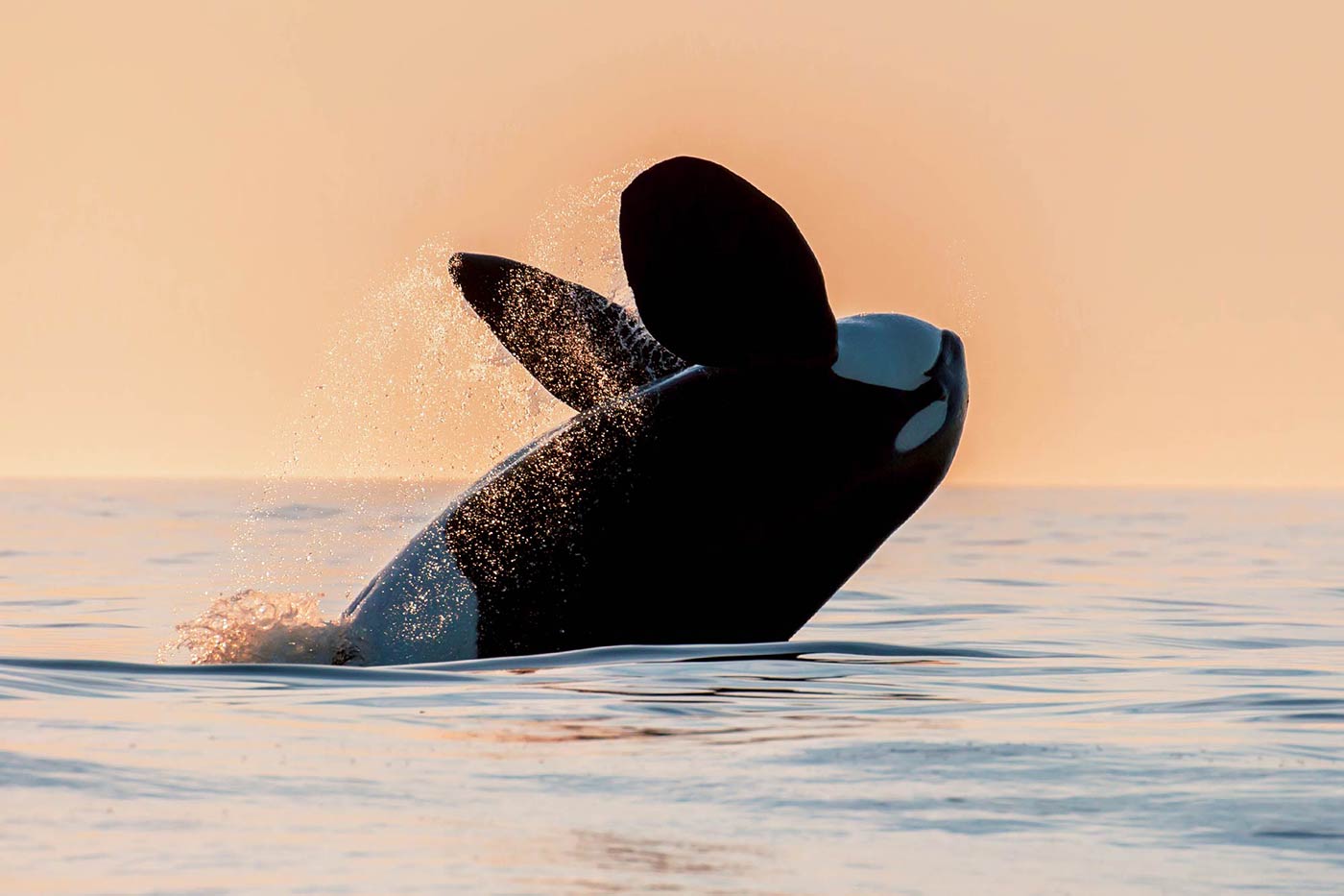 Davey’s Locker Sportfishing & Whale Watching