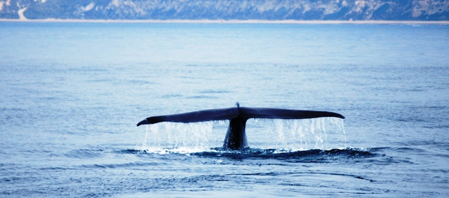 Oceanside Visitor Whale Watch Offer - Davey's Locker