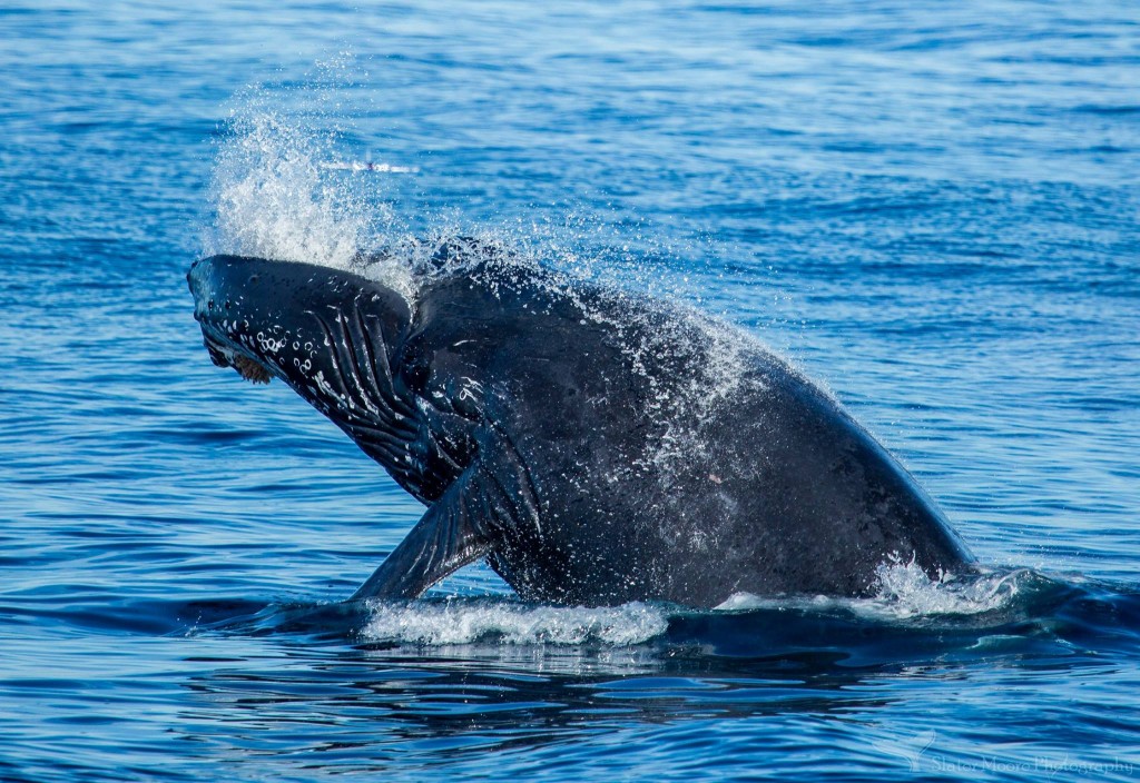 Blue Whales, Gray Whales, Finback Whales & more - Daveys Locker