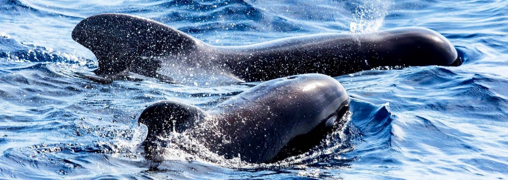 Davey's Locker Whale Watching for Newport Beach Visitors