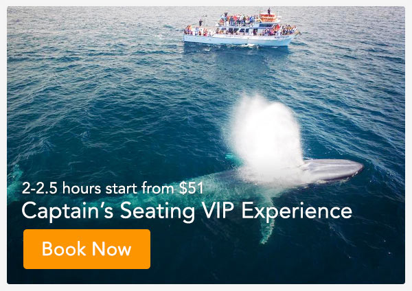 Newport Beach Whale Watch Experience