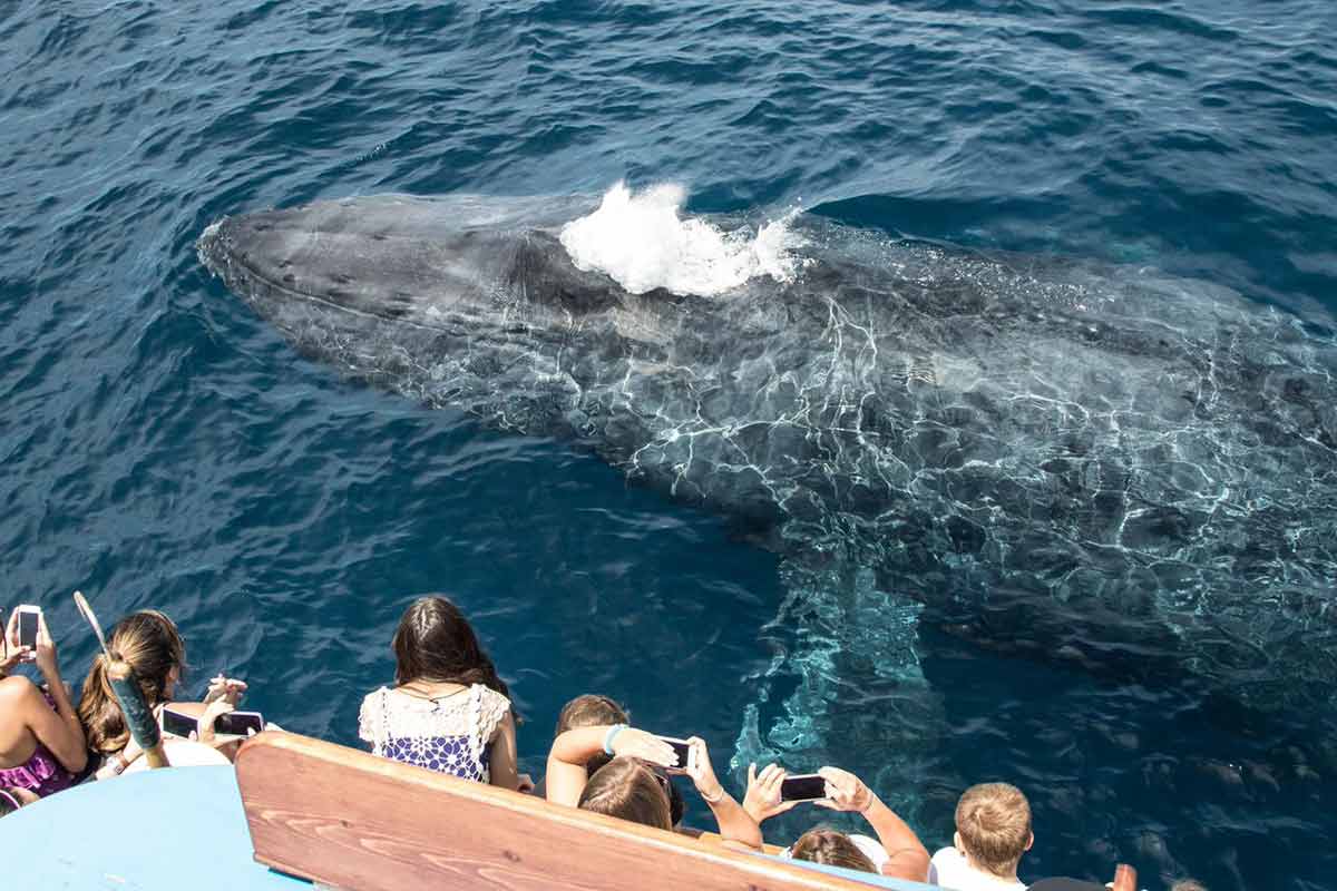 Los Angeles Whale Watching Visitors - Daveys Locker