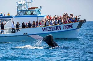 Los Angeles Whale Tour