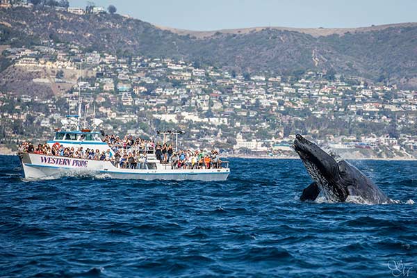 Los Angeles Visitors Whale Watch - Daveys Locker