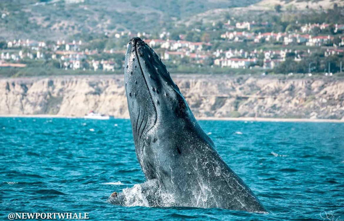Newport Beach Humpback Whale