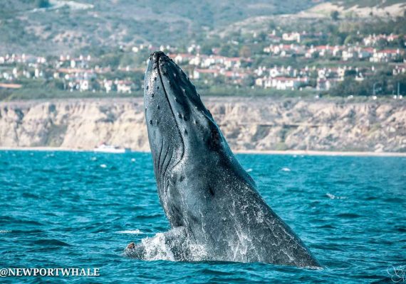 Newport Beach Humpback Whale