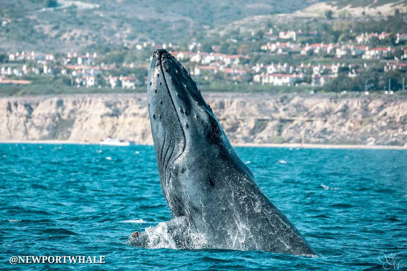 Newport Beach Humpback Whale