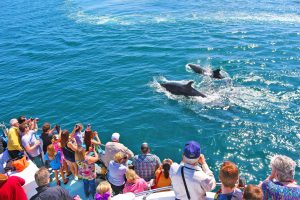 Whale Tour Los Angeles