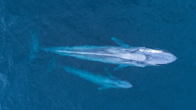 Mama Blue & Baby Blue Whale sighting in May! - Daveys Locker