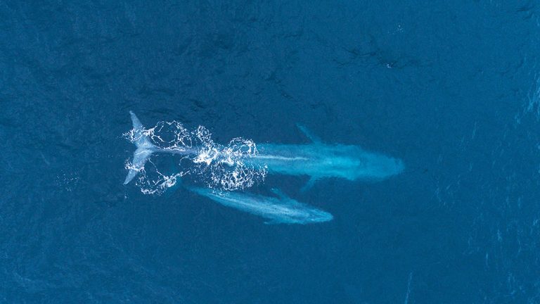 Mama Blue & Baby Blue Whale sighting in May! - Daveys Locker