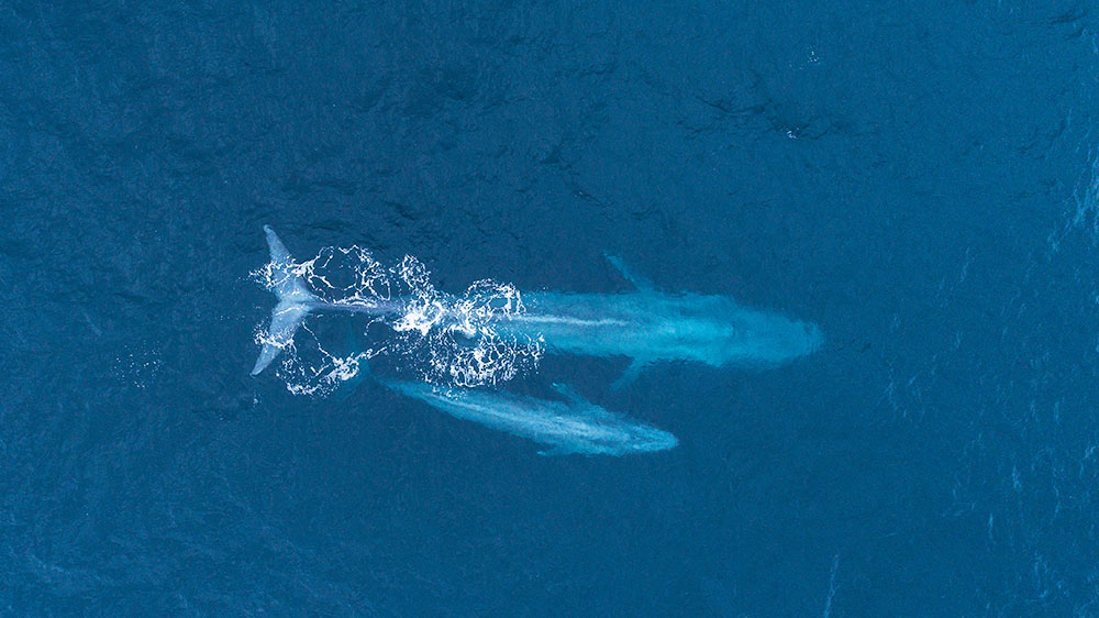 newborn blue whale