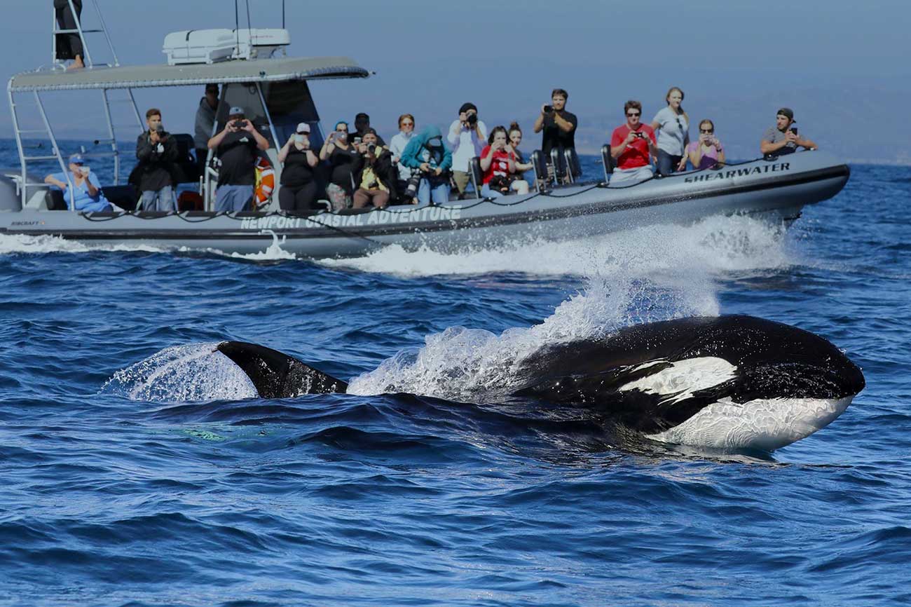 Greater Los Angeles Whale Watching & Fishing-Davey’s Locker