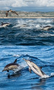spotting dolphin