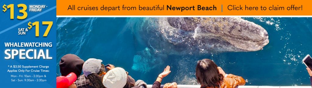 fishing charters san diego visitors & boat rentals