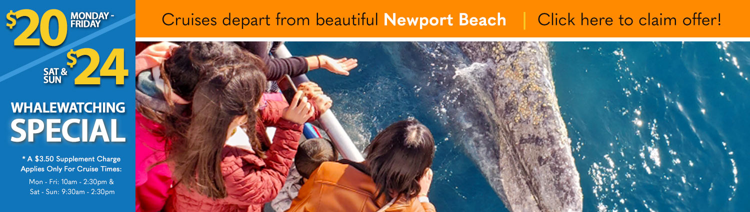 Whale Watching Off Huntington Beach-$20 Cruise Special