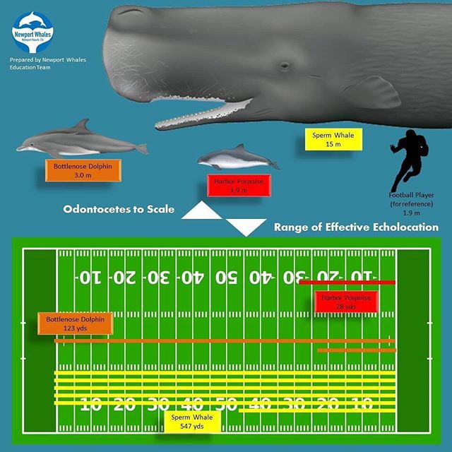 Whale Fact Wednesday!Echolocation is the ability to use sound to find food and navigate