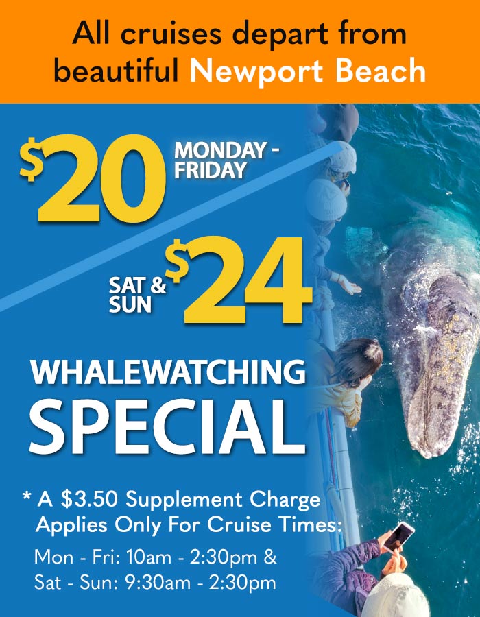 Whale Watching Off Huntington Beach-$20 Cruise Special