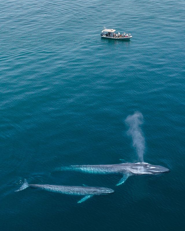 Look how BIG these blue whales are compared to our ultimate adventure rib boat! Compared to the 37ft boat these 70-80ft whales are massive! Can you imagine being on that boat and seeing a blue whale??