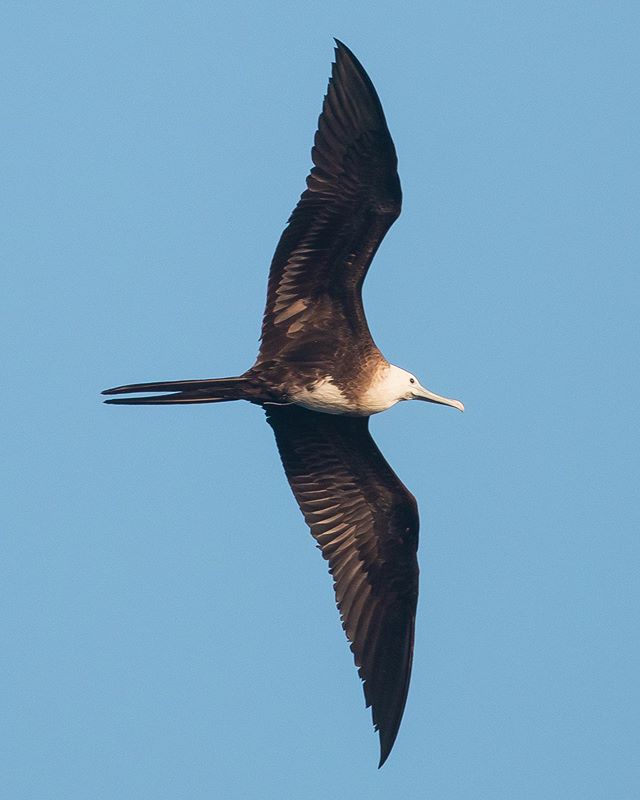 RARE BIRD: This Magnificent Frigatebird was spotted by our photographer @seataceans aboard the Newport Legacy! This bird is rarely seen in our area and more commonly seen in Central and South America. You never know what you may see out on a whale watch!