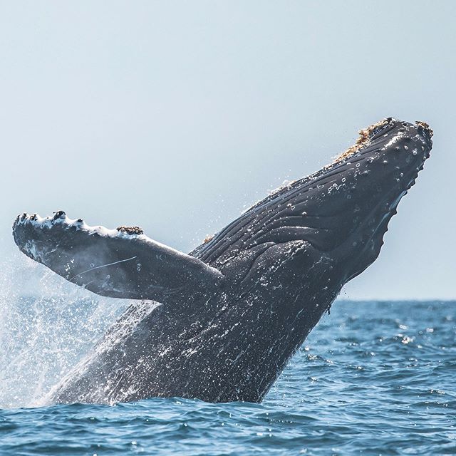 We may not know exactly why humpbacks breach but we sure love when they do! This awe-inspiring moment was captured by @seataceans on Monday aboard our Ultimate Adventure! There has been a lot of feeding wildlife in our area recently. We look forward to what we will see next!