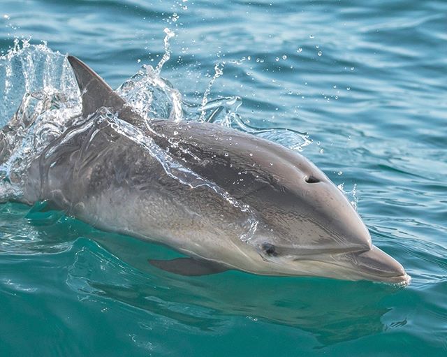 Just minutes after being born a baby dolphin is able to swim on its own. This afternoon the Newport Legacy was treated to a nursery pod that included some tiny baby short-beaked common dolphins! Our photographer, Delaney @seataceans captured this portrait of one of the little babies.*Looking to the week ahead the weather looks exceptionally nice with calm seas and sunny skies. We offer trips throughout the day including trips near sunset. We expect to see more of our summer feeding activity including dolphins, humpback whales, minke whales, and more! We hope to see you out on the water!