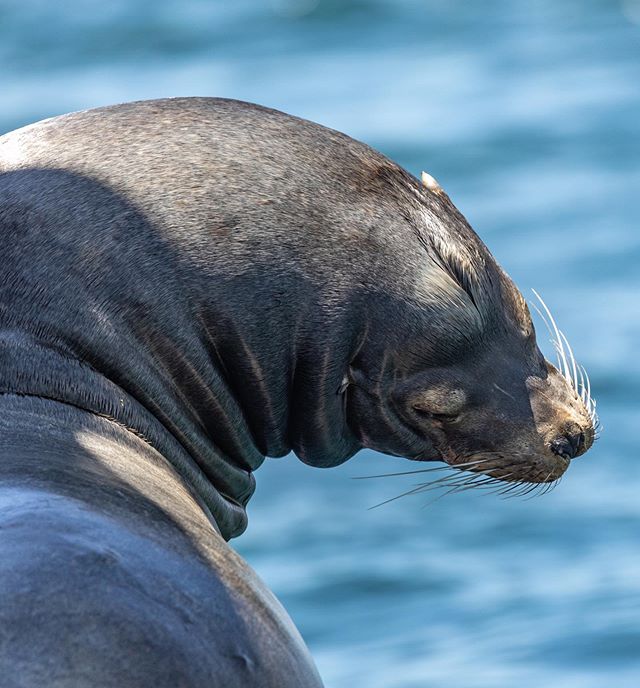 Look at those wrinkles! Male California sea lions can weigh over 500lbs and this guy was huge! We’ve had a beautiful week of sunshine and great sightings. We are looking forward to a great weekend! Hope we see you out on the water! Photo by Kristin Campbell.