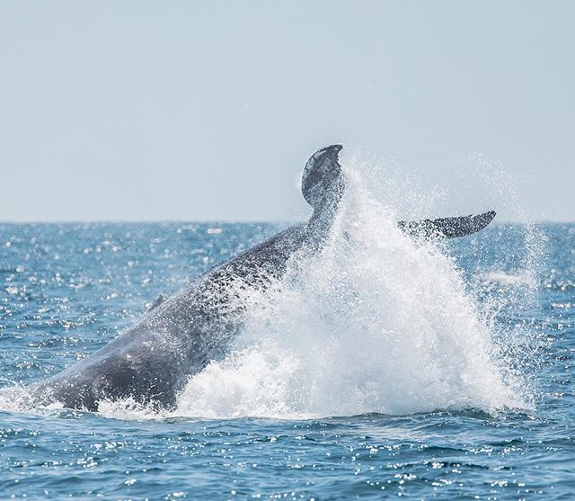 Twitch greeted us today with enthusiasm! Multiple humpbacks were again in the area in addition to bottlenose dolphins, common dolphins, minke whales, Risso dolphins, and more!  We are looking forward to a great weekend! See you on the water! Photo by @seataceans