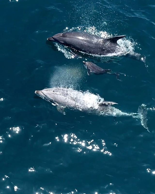 Look at these two brand new baby Offshore Bottlenose Dolphins! They are SO tiny yet have no problem keeping up with their moms! Filmed by Kristin Campbell