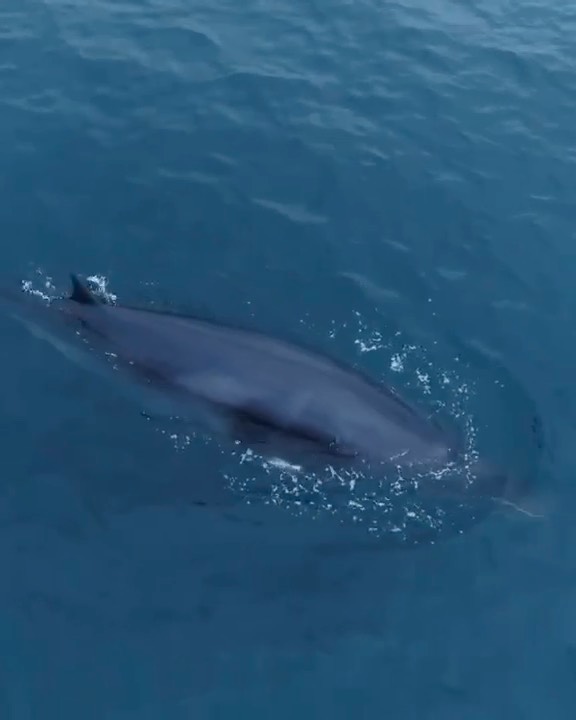 Minke Whales are quick and sleek travelers! They have been seen recently in our waters hunting schools of anchovy! Keep a sharp eye out because these whales are fast and efficient swimmers! This beautiful video was filmed by our photographer, Delaney @seataceans aboard the Newport Legacy this morning.