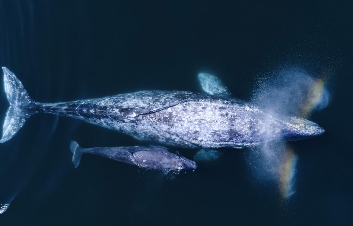 Gray Whale Migration & Whale Watching Off Newport Beach 2023 - 2024